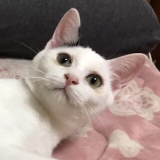 フレンドリー甘えん坊。白黒男子アロー