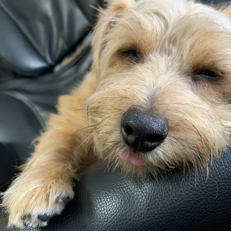 NOAのカバー写真