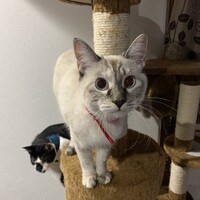 スノウ
