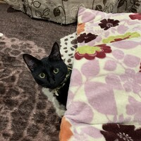 レモン