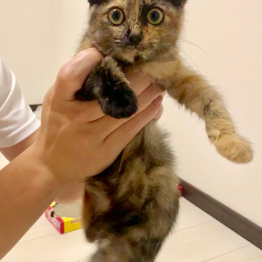 この子、ウチの子に迎え入れたい！と思ったきっかけの１枚です♬