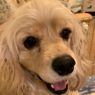 大きなクリクリお目目の美人さん！ヴィヴィアンちゃん