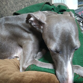 イタリアングレーハウンドオス