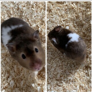 ゴールデン＆カラーハムスター