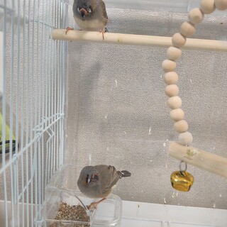 キンカチョウ兄弟の里親を募集します。