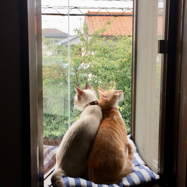 Aki Keiのカバー写真