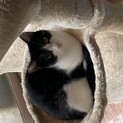 再募集！かわいい白黒子猫です