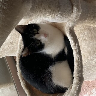 再募集！かわいい白黒子猫です