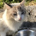 とにかく美人の長毛さん
