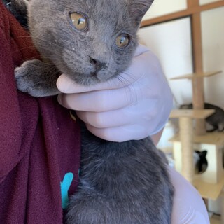 グレー2匹☆メス☆可愛い