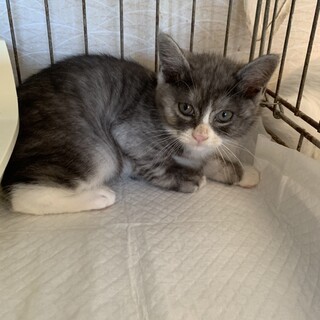 グレ白☆オス☆可愛い！！