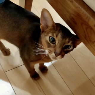 アビシニアン♀