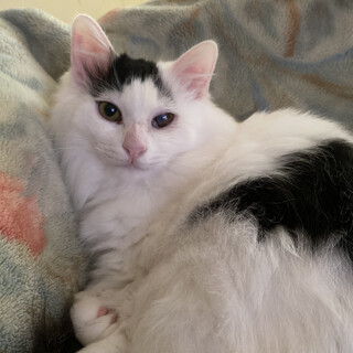 《交渉中》美形な長毛男の子《つなまよ》くん