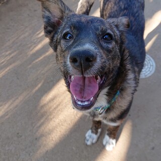 人好き甘えん坊生後4ヶ月半♀