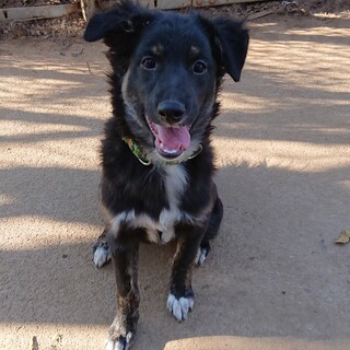 甘えん坊おっとり生後4ヶ月半♂