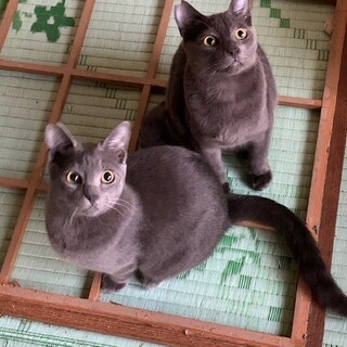 人馴れイマイチなヤンチャな灰色兄弟です