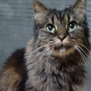 【募集中止】ふさふさ毛長お婆ちゃん猫