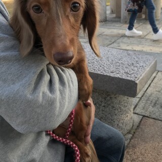 元気いっぱいな甘えん坊ダックス★エルサ