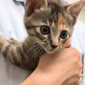 元気なキジトラ子猫くり子3か月
