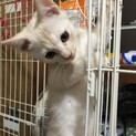 保護猫 健康診断済み ワクチン未