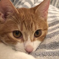コロン