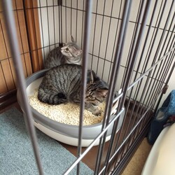 「トライアルお届け！」サムネイル2