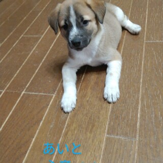 子犬の心音君
