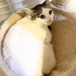 【11/22譲渡会】とっても可愛い男の子です