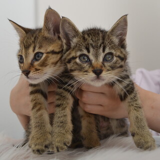 キジトラ男の子の兄弟　