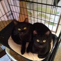 5月生まれ人懐っこい黒2匹の雄猫です