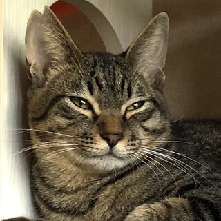 穏やかでちょっとビビリなバッカス君