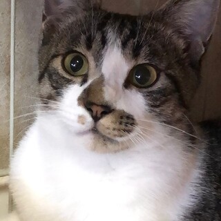 抱っこ大好き甘えんぼ　アポロ君