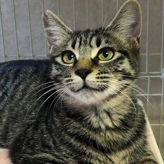 人馴れバツグン！元気いっぱい甘えんぼ　みやこちゃん