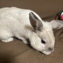 ウサギ里親募集