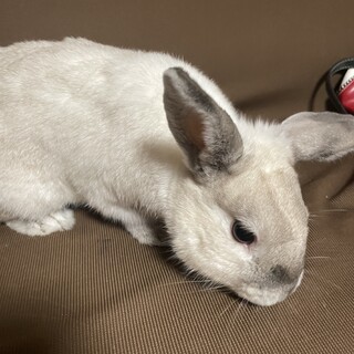 ウサギ里親募集