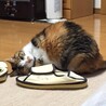 超猫