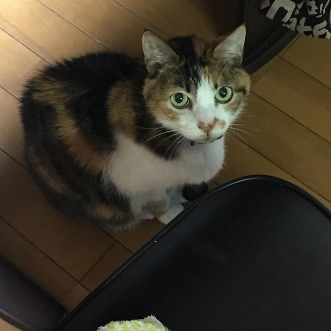 超猫のカバー写真