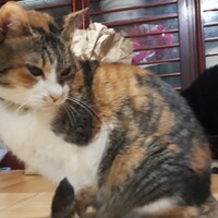チャコ