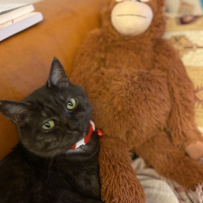 黒猫みののカバー写真