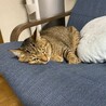 の写真