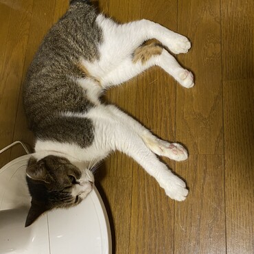 の写真