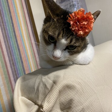 の写真