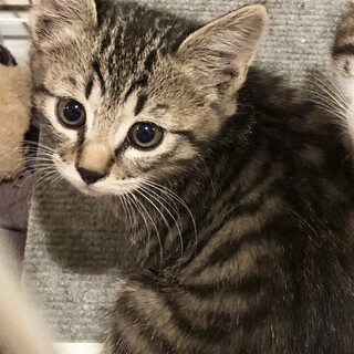 キジ白　子猫♂さく 推定1.5ヶ月