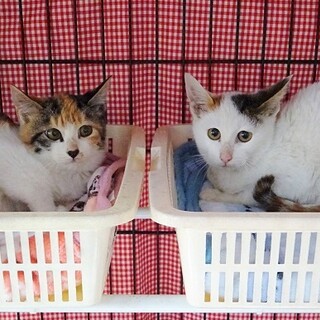お腹を空かせていた子猫たち