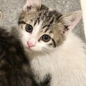 キジ白　子猫♂しゅん 推定1.5ヶ月