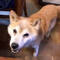 柴犬もなかちゃん12歳位(募集休止)