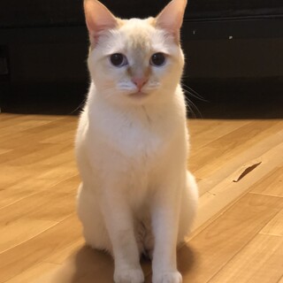 人馴れしているシャム系の猫ちゃん