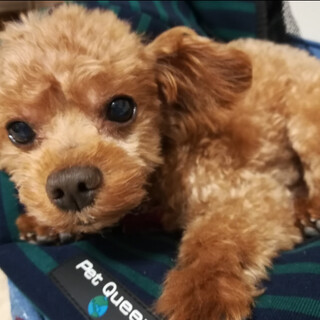 くるしゅうない　ちこうよれ♪　ささげ君