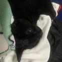 可愛い子猫