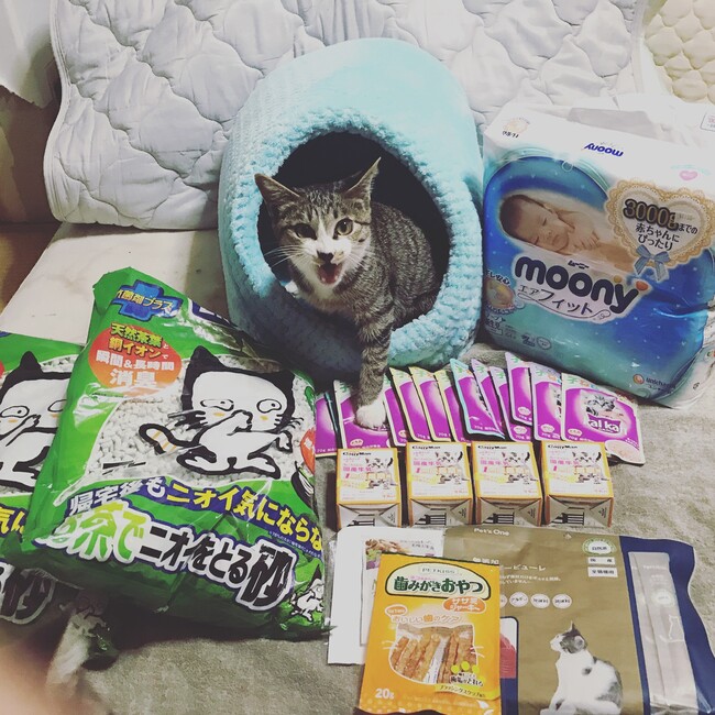 ネコサポのカバー写真